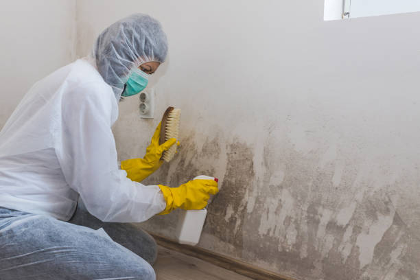 Office Mold Removal Services in Berkeley, MO