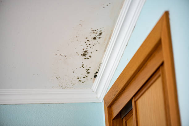 Best Toxic Mold Removal  in Berkeley, MO