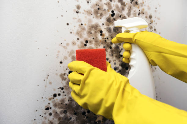Best Commercial Mold Removal  in Berkeley, MO