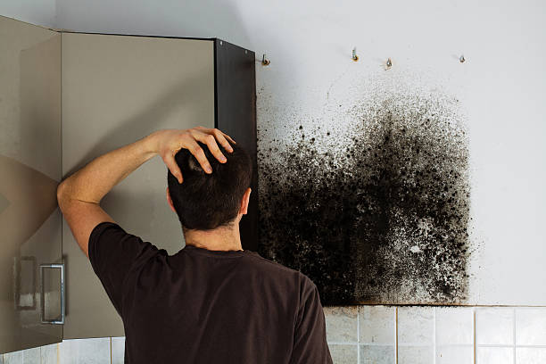 Best Attic Mold Removal  in Berkeley, MO