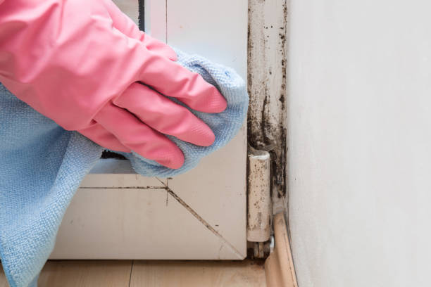 Mold Testing and Removal in Berkeley, MO
