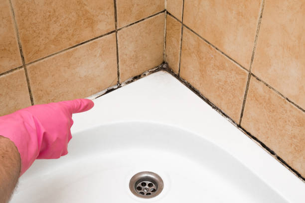 Best Mold Remediation  in Berkeley, MO