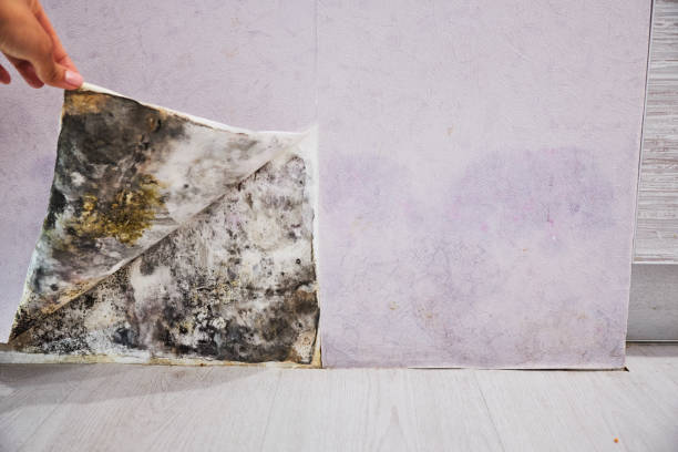 Best Home Mold Removal  in Berkeley, MO